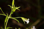 Florida hedgehyssop